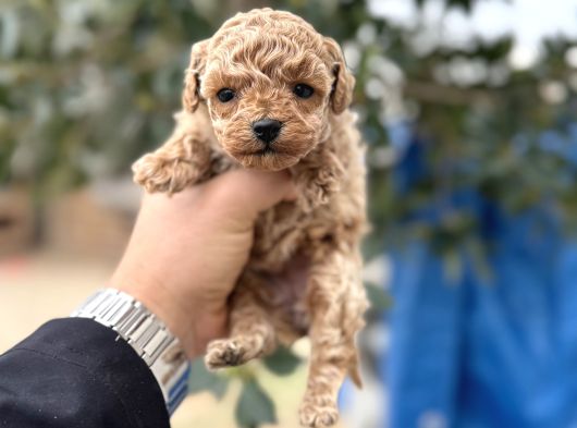 Toy Poodle Miniklerimiz Sıfır Boy Daha Miniğini Bulamazsınız görsel