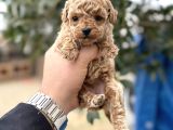 Toy Poodle Miniklerimiz Sıfır Boy Daha Miniğini Bulamazsınız