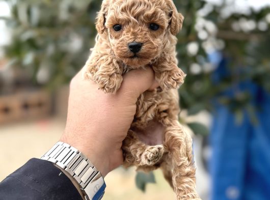 Toy Poodle Miniklerimiz Sıfır Boy Daha Miniğini Bulamazsınız görsel