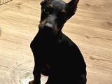 Üst Düzey Doberman Yavrular