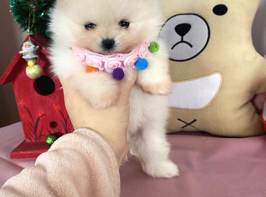 Teddybear Pomeri̇anboo görsel