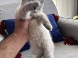 Dünya Tatlısı Dişi Scottish Fold 8 Haftalık