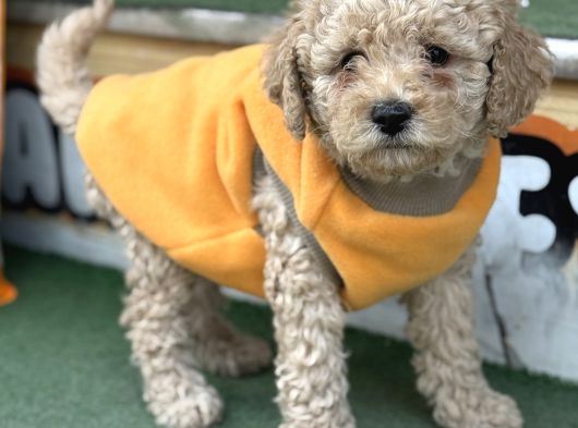 Poodle Yavrulrimiz görsel