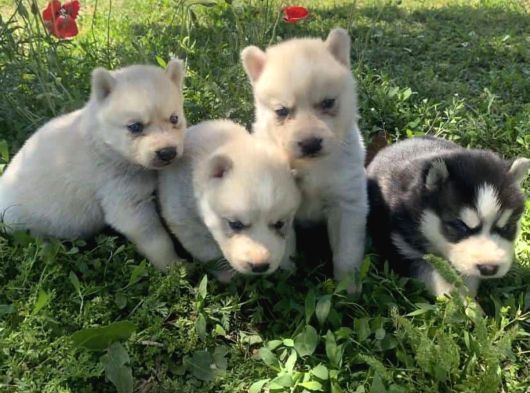Sert İkli̇mi̇n Çalişkan Irki Husky Yavrulrimiz Tesli̇me Hazir görsel