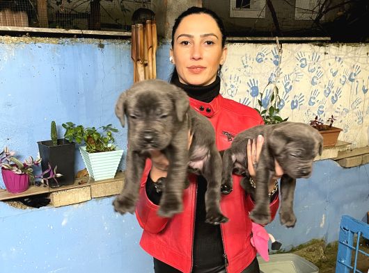 Cane Corso Yavrularım Sağlık Ve Irk Garantilid görsel