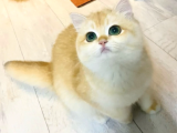 Safkan  Ny12 British Shorthair