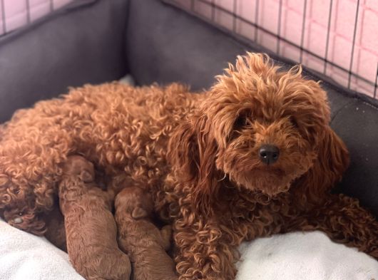 RUHSATLI ÇİFTLİKTEN ANNE ALTINDA TOY POODLE YAVRULARI