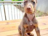 Doberman Yavrularııı