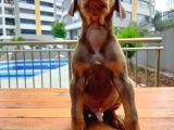 Doberman Yavrularııı