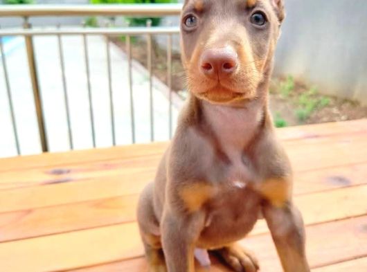 Doberman Yavrularııı görsel