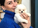 Pomerian boo yavrularım sağlık ve ırk garantilid
