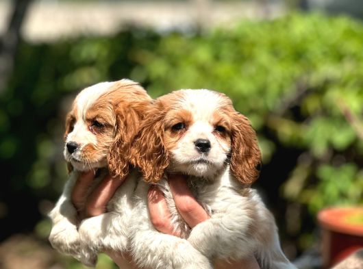 Cavalier Yavrularım Irk Ve Sağlık Garantilidir görsel