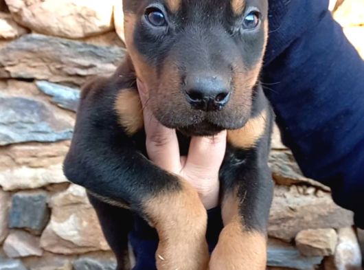 Üst Düzey Doberman Yavrular görsel