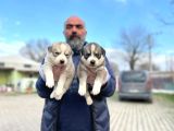 Mavi Gözlü Sibirya Kurdu Husky Yabrulaeımız