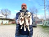 Mavi Gözlü Sibirya Kurdu Husky Yabrulaeımız