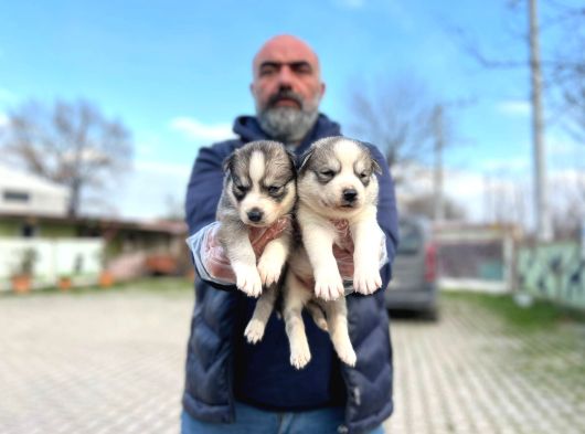 Mavi Gözlü Sibirya Kurdu Husky Yabrulaeımız görsel