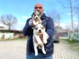 Mavi Gözlü Sibirya Kurdu Husky Yabrulaeımız