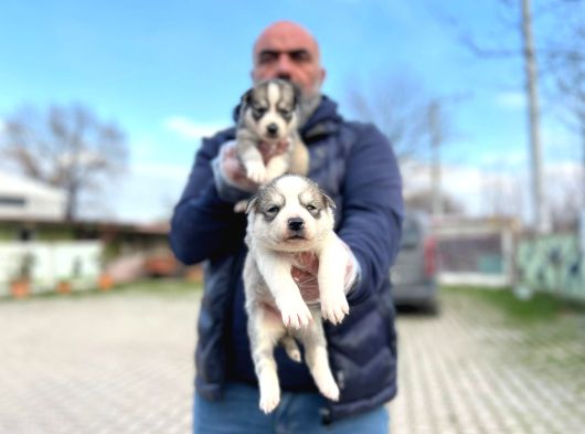 Mavi Gözlü Sibirya Kurdu Husky Yabrulaeımız görsel