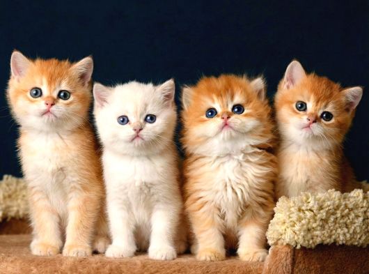 British Shorthair ve Longhair Golden Bebekler