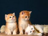 British Shorthair Ve Longhair Golden Bebekler