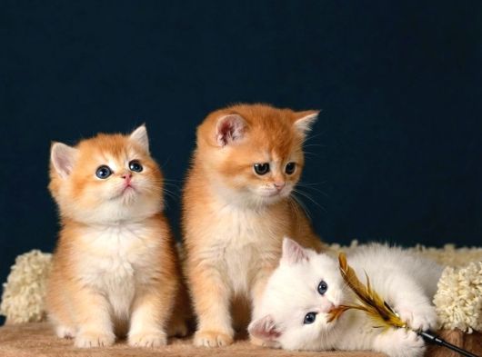 British Shorthair Ve Longhair Golden Bebekler görsel