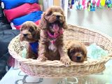 Anne Baba Gerçek Cavapoo Müthi̇ş Yavrular