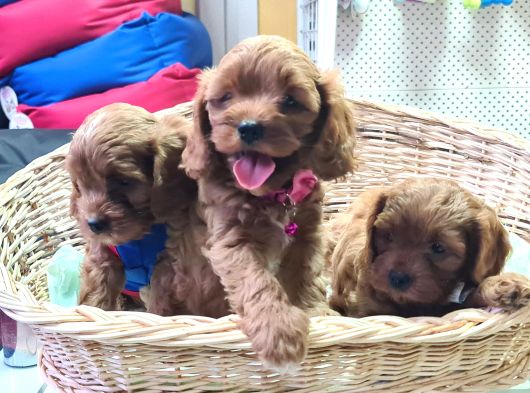 Anne Baba Gerçek Cavapoo Müthi̇ş Yavrular görsel