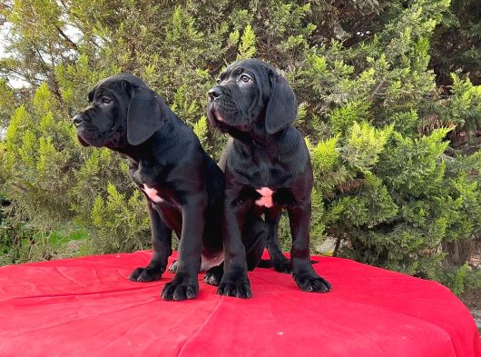 Devasa Secereli Soydan Cane Corso Yavrular görsel