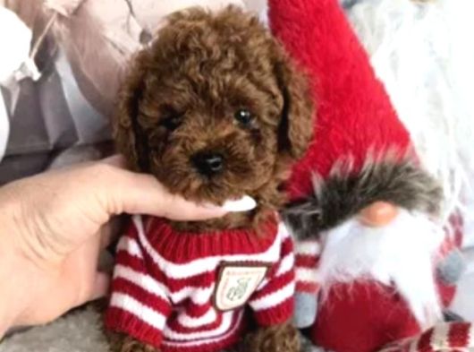 Biblo toy poodle yavrular