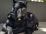 Minik devler cane corso en iyisi bizde var