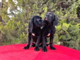 Devasa Secereli Soydan Cane Corso Yavrular