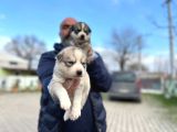 Mavi Gözlü Sibirya Kurdu Husky Yabrulaeımız
