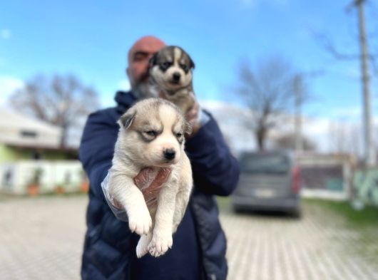 Mavi Gözlü Sibirya Kurdu Husky Yabrulaeımız görsel
