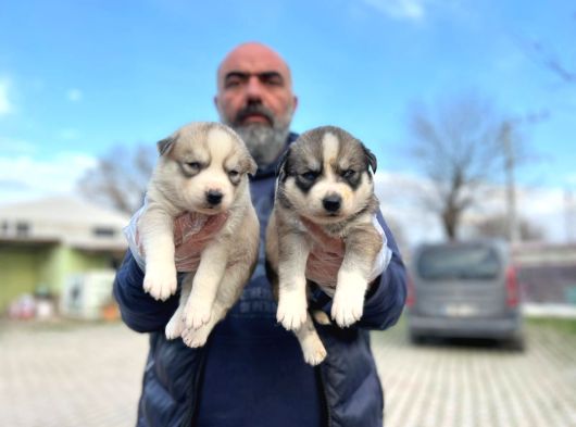 Mavi Gözlü Sibirya Kurdu Husky Yabrulaeımız