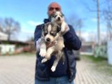 Mavi Gözlü Sibirya Kurdu Husky Yabrulaeımız