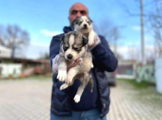 Mavi Gözlü Sibirya Kurdu Husky Yabrulaeımız görsel