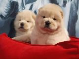 Türkiyenin En Özel Köpek RUHSATLİ Çifliğinden Özel Yavrular