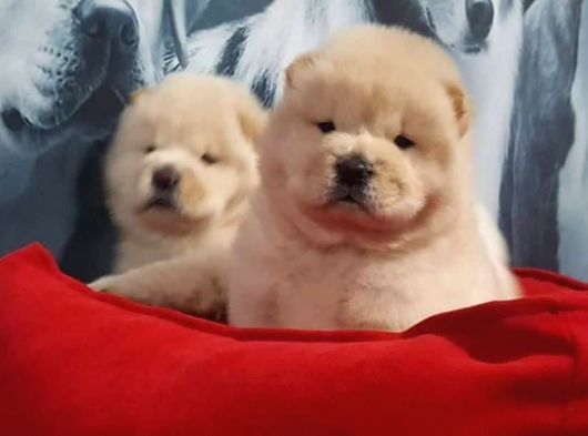 Türkiyenin En Özel Köpek Ruhsatli̇ Çifliğinden Özel Yavrular