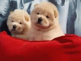 Türkiyenin En Özel Köpek Ruhsatli̇ Çifliğinden Özel Yavrular