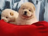 Türkiyenin En Özel Köpek Ruhsatli̇ Çifliğinden Özel Yavrular