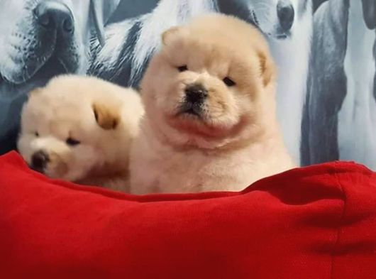 Türkiyenin En Özel Köpek Ruhsatli̇ Çifliğinden Özel Yavrular görsel