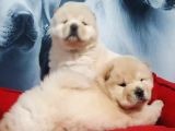 Türkiyenin En Özel Köpek Ruhsatli̇ Çifliğinden Özel Yavrular