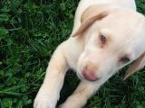 Her Renk Orji̇nal Labrador Retri̇ever Yavrular