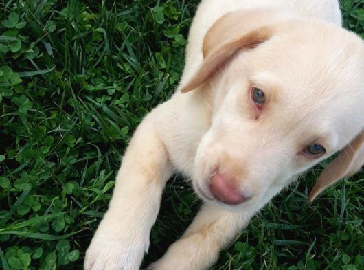 Her Renk Orji̇nal Labrador Retri̇ever Yavrular görsel