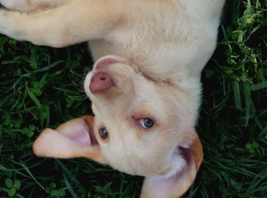 Her Renk Orji̇nal Labrador Retri̇ever Yavrular görsel