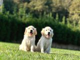 TÜRKİYENİN EN ÖZEL ÇİFLİĞİNDEN GOLDEN RETRİEVER YAVRULARI