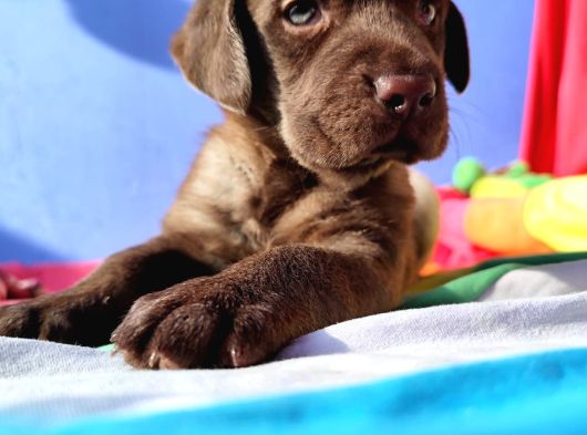 Her Renk Orji̇nal Labrador Retri̇ever Yavrular