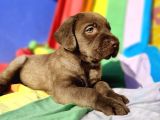 Her Renk Orji̇nal Labrador Retri̇ever Yavrular