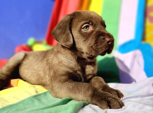 Her Renk Orji̇nal Labrador Retri̇ever Yavrular görsel