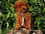 A Kali̇te Red Brown Toy Poodle Yavrular İstanbulda